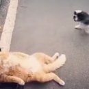 옆집강아지 이미지