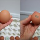 이노바이오팜 이미지