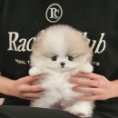 부산강아지분양 미유펫 이미지