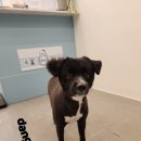 다솜애견미용실 이미지