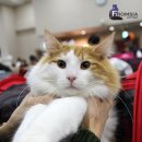 아비퀸캐터리 이미지