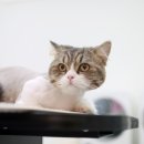 묘신사 그루밍 이미지