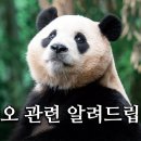 에버랜드 공식채널에 푸 이동관련 공지영상 뜨니까 진짜 실감나네 이미지