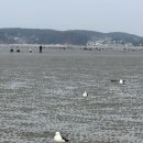 수선화펜션가족단체독채갯벌체험 | 태안 해루질 준비물 + 가능한 숙소 후기 (수선화펜션)