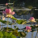 고고한 연꽃 이미지