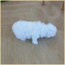 청담꼬똥드툴레아분양, 퍼피에몽에서의 특별한 경험