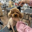 애견미용사 3급 자격증 과정 1 이미지