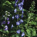 ﻿[4월 19일 탄생화] 참제비고깔(Larkspur) : 청명 이미지