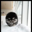 조이퍼피 강아지분양 이미지