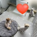 뽀숑그루밍 이미지