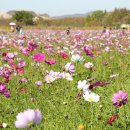 인천경서동녹청자요지 이미지