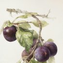 보테니컬아트 이미지