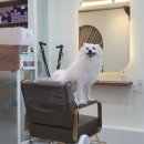 미장원by뚜뚜 네이버블로그