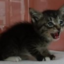 산타클라라동물병원 이미지