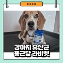 종근당 바이오 | 강아지 장건강 유산균 - 종근당 바이오 라비벳 내돈내산 후기