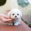 동일애견샵 | 당진애견샵 안심할 수 있던 미유펫