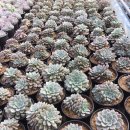 혜미농장 이미지