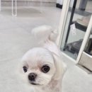 트윈독스 이미지