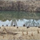 오리들2길 이미지