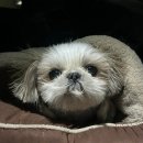스위치온 다이어트 1주차 후기 (살려줘요)