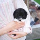 대구강아지분양 테디럽 | 대구강아지분양 화목한 가족
