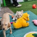 주식회사 와우매니지먼트그룹 | 대전 아이와 가볼만한 곳! 악어쇼부터 실내 동물원까지 대만족한 후기! '대전아쿠아리움'