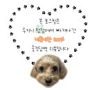 아쿠슈 이미지
