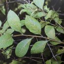 한스행정사사무소 이미지