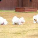 꼬똥사파이어 이미지