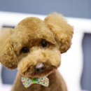 멍멍펫스토어 이미지