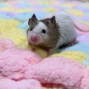 로던트클럽 강서마곡점 이미지