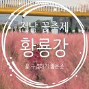 장성황룡강노란꽃잔치 축제장4 | 전남 가을 꽃구경 : 황룡강 꽃축제 축제가 끝나도 꽃구경은 가능