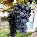 예밀포도마을팜스테이영농조합법인 이미지