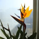 여름새 후투티를 닮은 꽃 극락조화입니다. 이미지