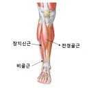 더컨디셔닝 | 전경골근 통증의 원인 / 골프 재활 컨디셔닝 레슨 실제 후기! 분당 골프 레슨, 더클럽하우스 골프아카데미.