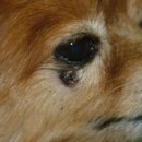 푸른숲동물병원 이미지