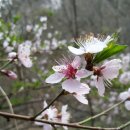 예산 금오산 산행완주.. 이미지