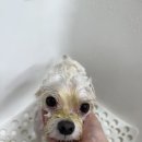 발렌티몽 이미지