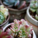 이쁜손톱 이미지