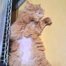 케어덴 동물치과&내과병원 이미지