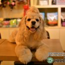 코코 펫 미용 이미지