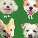 카페토토