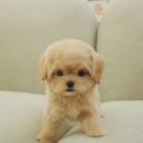 달링하이