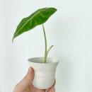 세일공방 | 토분계의 에르메스 [카네즈센 토분 라스트 세일 카네즈센 오프라인 매장 공방 방문] 내돈내산 구매후기