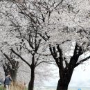 벚꽃 만개한 갑천 이미지