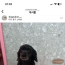 멍이살롱 이미지