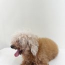 대형견 이발소 이미지