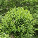 왕버들2농장 이미지