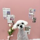 러비도기 이미지