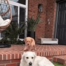 댕댕이의 하루 이미지